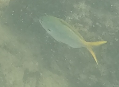 2026-01-27_12-03-00_Snorkeling