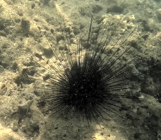 2026-01-27_12-04-00_Snorkeling