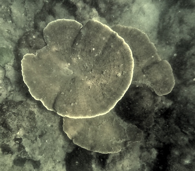 2026-01-27_12-05-00_Snorkeling