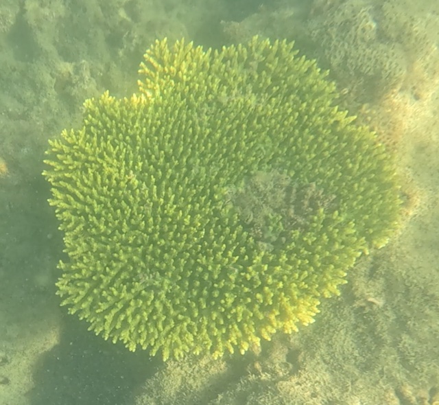 2026-01-27_12-06-00_Snorkeling