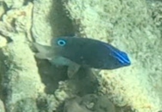 2026-01-27_12-07-00_Snorkeling