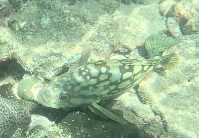 2026-01-27_12-08-00_Snorkeling