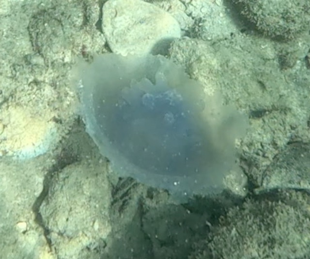 2026-01-27_12-09-00_Snorkeling