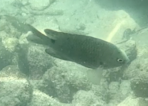 2026-01-27_12-10-00_Snorkeling