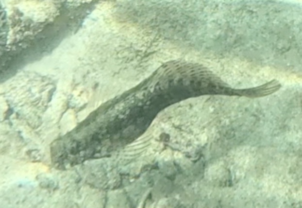 2026-01-27_12-11-00_Snorkeling