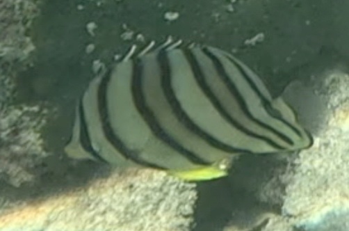 2026-01-27_12-12-00_Snorkeling