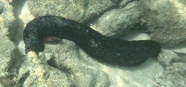 2026-01-27_12-15-00_Snorkeling