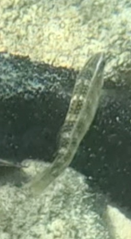 2026-01-27_12-16-00_Snorkeling