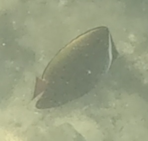 2026-01-27_12-17-00_Snorkeling