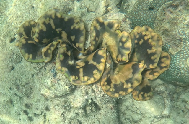 2026-01-27_12-19-00_Snorkeling