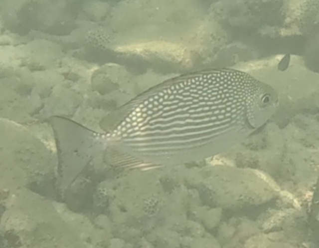 2026-01-27_12-21-00_Snorkeling