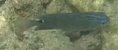 2026-01-27_12-22-00_Snorkeling