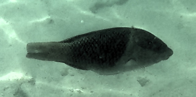 2026-01-27_12-25-00_Snorkeling