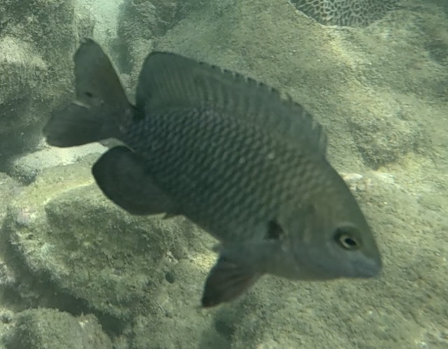 2026-01-27_12-26-00_Snorkeling