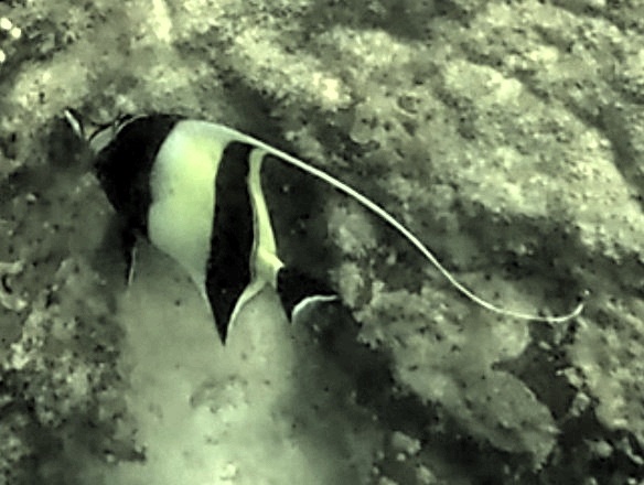 2026-01-27_12-29-00_Snorkeling