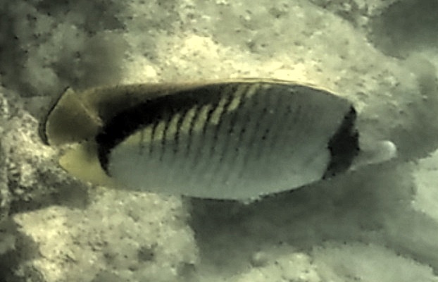 2026-01-27_12-30-00_Snorkeling