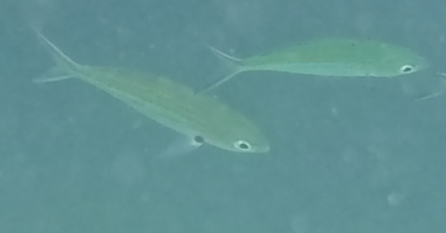 2026-01-27_12-33-00_Snorkeling