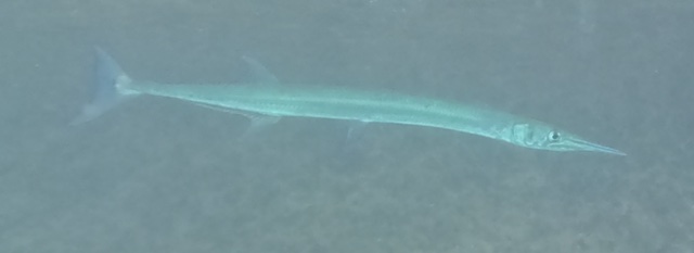 2026-01-27_12-34-00_Snorkeling