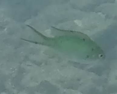 2026-01-27_12-36-00_Snorkeling