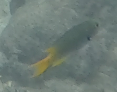 2026-01-27_12-37-00_Snorkeling