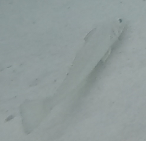 2026-01-27_12-39-00_Snorkeling