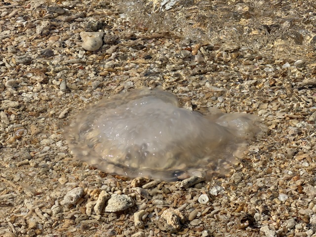 2026-01-27_15-27-21_Randy_4764