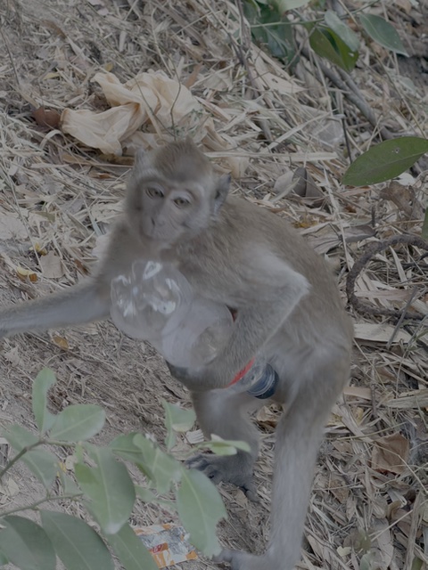 2026-01-28_08-24-43_Linette_5857