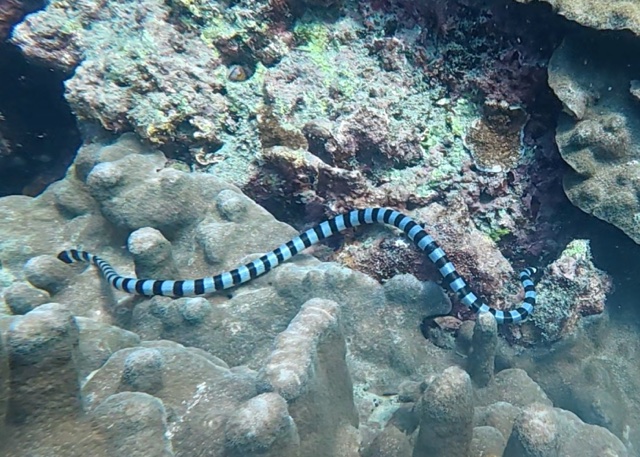 2026-01-28_14-55-50_SeaSnake