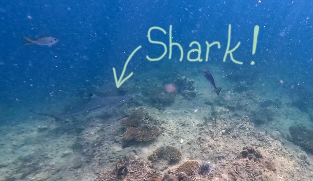 2026-01-28_15-40-01_Randy_Shark