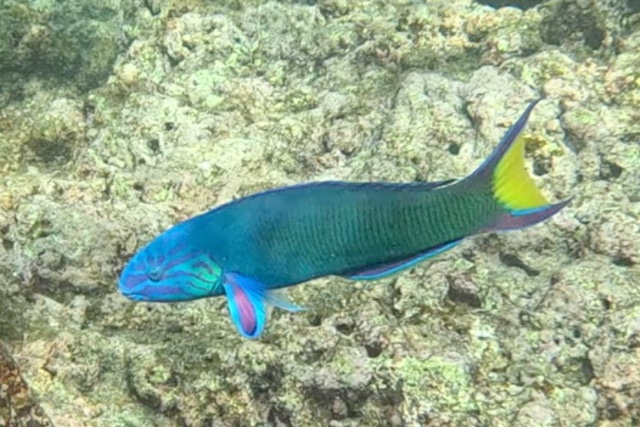 2026-01-28_16-03-00_Fish-03