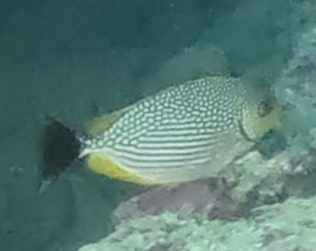 2026-01-28_16-04-00_Fish-04