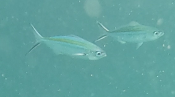 2026-01-28_16-05-00_Fish-05