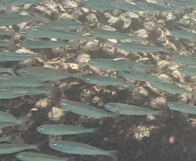 2026-01-28_16-06-00_Fish-06