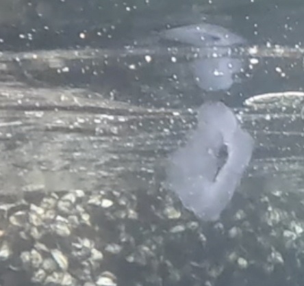 2026-01-28_16-07-00_Fish-07