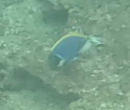 2026-01-28_16-08-00_Fish-08