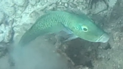 2026-01-28_16-09-00_Fish-09