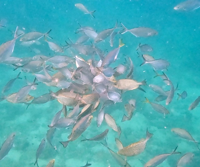 2026-01-28_16-14-00_Fish-14