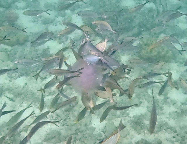 2026-01-28_16-15-00_Fish-15