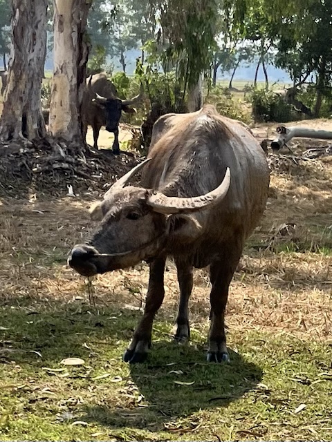 2026-01-31_11-06-37_Valerie_E7033